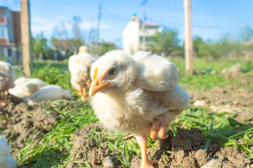 little yellow chickens walking on the grass,, with blue sky,. poultry farm chicken represents breeding of chickens