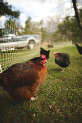 Chickens on a small farm in the country. Small scale poultry farming in Ontario, Canada.