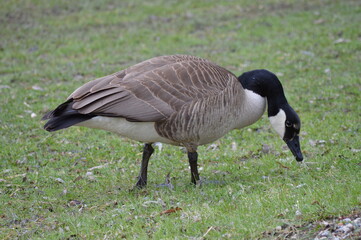 Geese foraging out in the park during spring