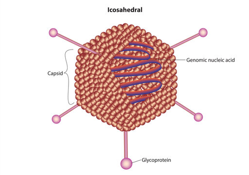 icosahedral virus