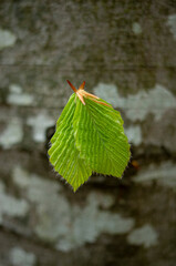 Тwo young beech leaves on tree close