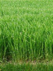 Growing wheat field, still young showing green color herbaceous texture