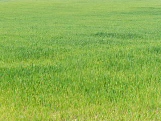 Growing wheat field, still young showing green color herbaceous texture