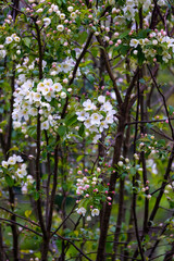 Fototapeta na wymiar Prunus tree blossom pink and white 
