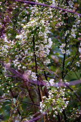 Prunus tree blossom pink and white 
