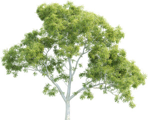 Side View of a Corymbia Aparrerinja Tree