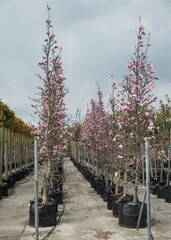 Kwitnące krzewy Magnolii w donicach w szkółce ogrodniczej © siwyk