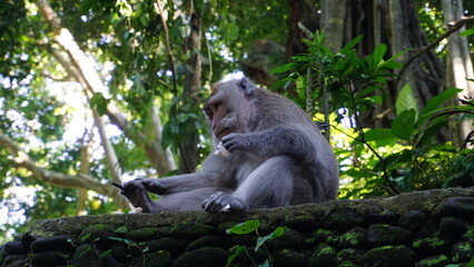 Naklejka na ściany i meble white tailed macaque sitting