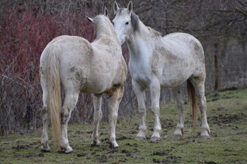 Naklejka na ściany i meble Pair of white horses in the pasture