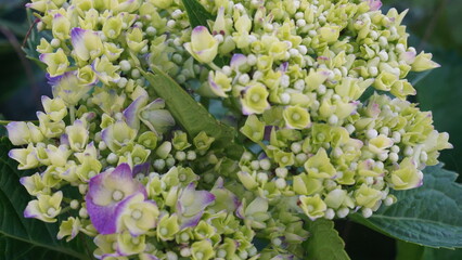 purple and yellow flowers