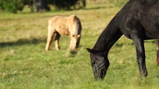 Beautiful horses grazing on grass in a field. Grey horse in the trees on a farm