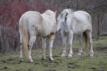 Pair of white horses in the pasture