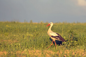 White stork walking on a green field. Close-up of White stork (Ciconia ciconia).