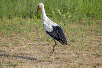 White stork walking on a green field. Close-up of White stork (Ciconia ciconia).