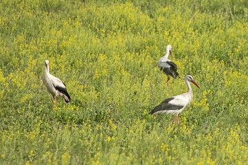 Three white storks walking on a flowering rapeseed field. White stork (Ciconia ciconia) and Rapeseed (Brassica napus).
