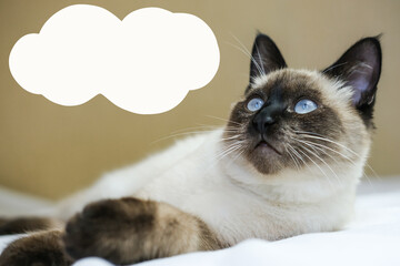 Portrait of a blue-eyed Siamese kitten with a text bubble over her head. The cat is thinking or...