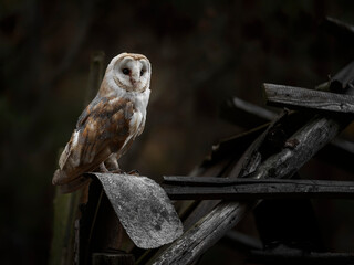 A magnificent Barn Owl (Tyto alba) sitting on the roof of a dilapidated building and watching the surroundings. Photo taken during cloudy moody day in the Slovak forest. 