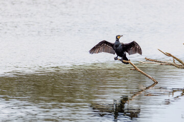 a cormorant spreads its wings to dry