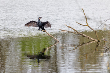 a cormorant spreads its wings to dry