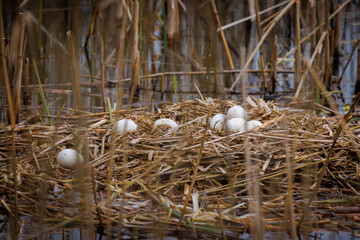 in an abandoned swan nest lie many eggs