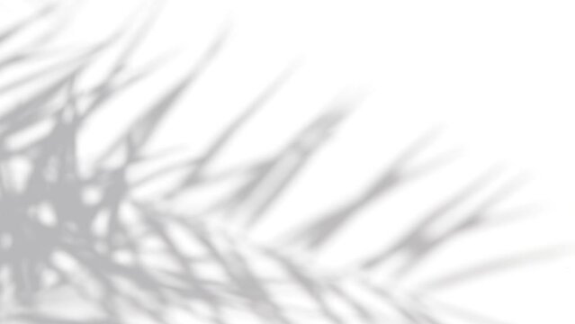 OMBRE D'UN PALMIER SUR FOND BLANC AVEC VENT FAIBLE