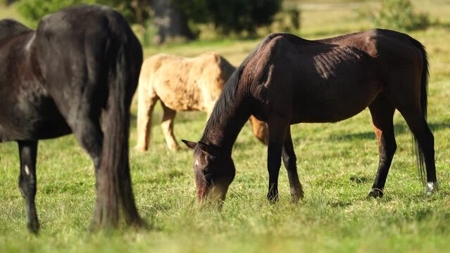 Brown horse with a blonde mane in a field on a farm in South America 