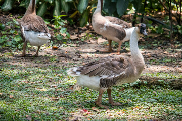 Goose family big and amall size is living on the grass with garden background