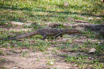 Asian water monitor - Varanus salvator also common water monitor, large varanid lizard native to South and Southeast Asia (kabaragoya, two-banded monitor, rice lizard, ring lizard, plain lizard.