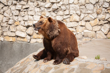 Brown bear (ursus arctos) in the zoo with a stone wall background