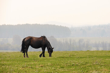 Obraz premium A black horse grazes in a meadow and eats grass. Farming concept.