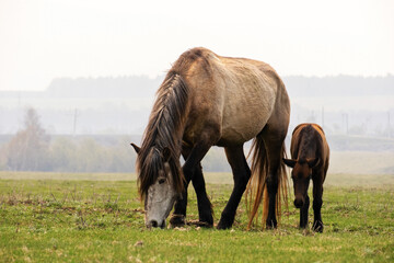 A landscape with a mother horse and a foal grazing in a foggy field on a farm in the morning.