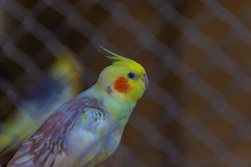 A colored parrot behind an iron mesh