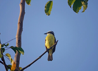 Great kiskadee bird of costa rica perched on branch