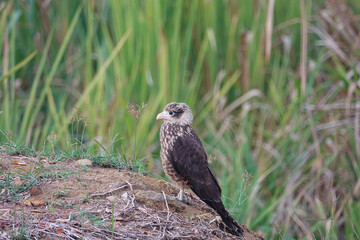 Juvenile hawk on ground with grass background