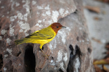 Male galapagos yellow warbler bird on driftwood