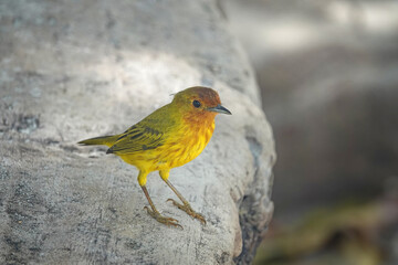 Galapagos yellow warbler bird