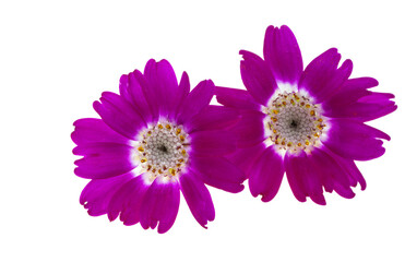 Cineraria flower isolated