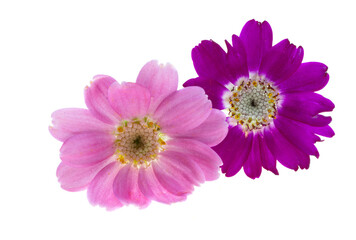 Cineraria flower isolated