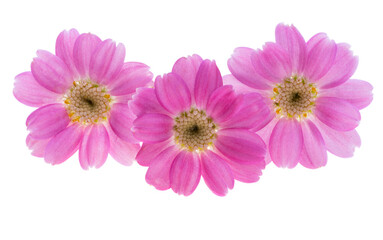 Cineraria flower isolated