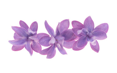 Obraz premium lilac flower isolated