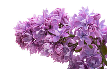 lilac flower isolated