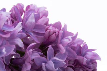lilac flower isolated