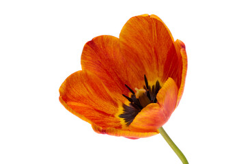 Naklejka premium tulip flower isolated