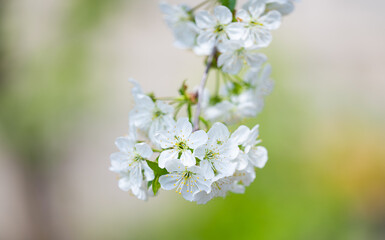branch with cherry blossoms on a sunny day