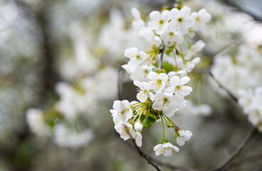 branch with cherry flowers