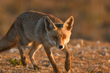 Obraz premium Rotfuchs