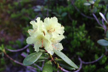 Blooming shoot of Rhododendron aureum in Siberian mountains. evergreen shrub, species subsection Pontica. Yellow flower