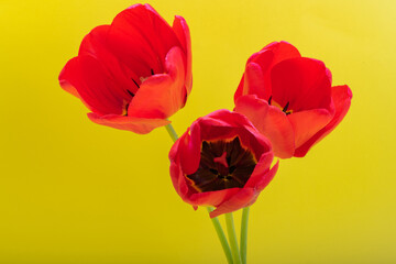 Obraz premium red tulips on yellow background