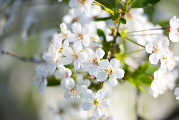 branch with cherry flowers