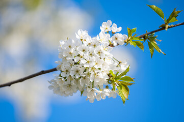 branch with cherry flowers